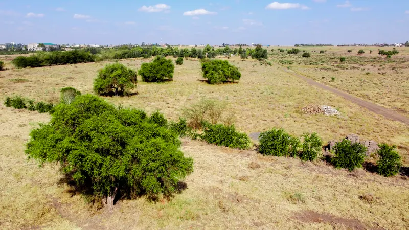 Plots with mature trees
