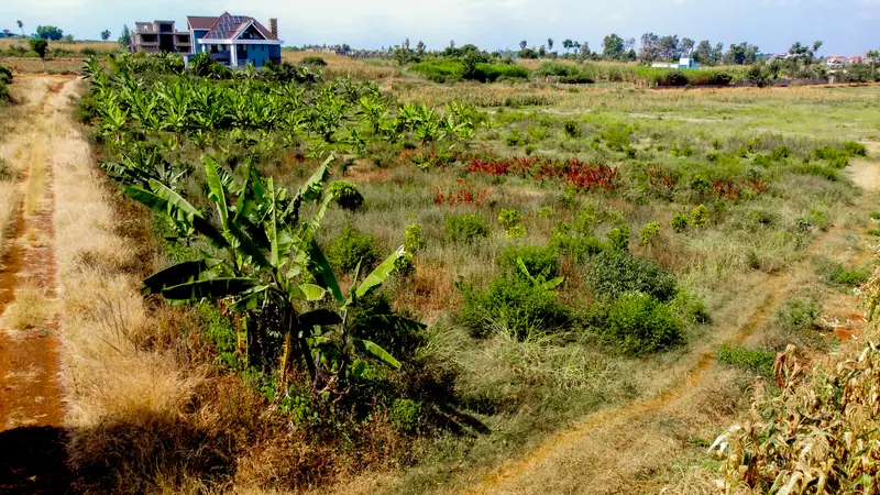 The land up close