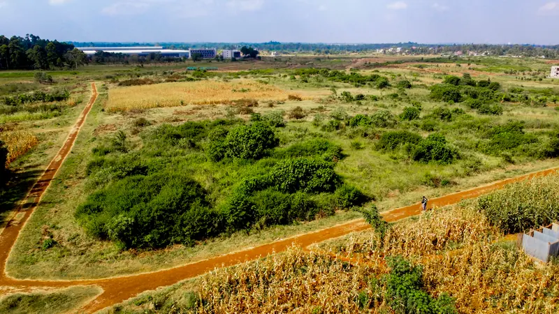Murram roads between the plots