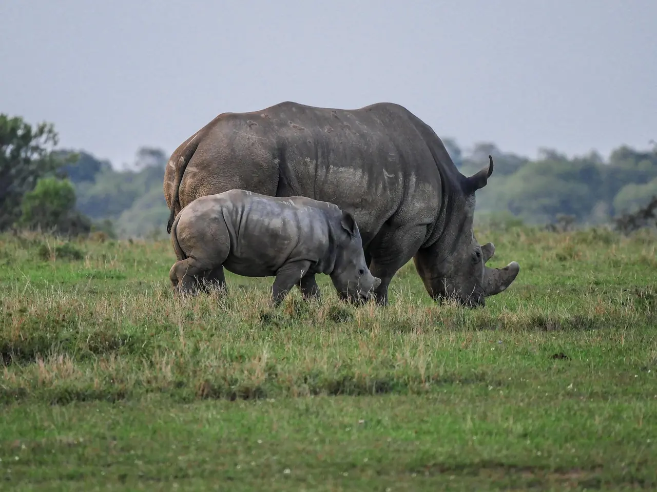 A rhino and her calf