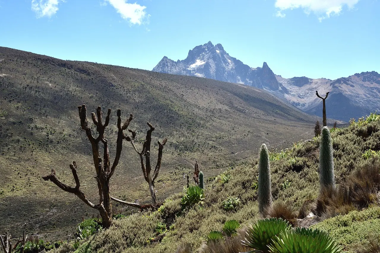 The peaks of Mount Kenya above the afroalpine moorland