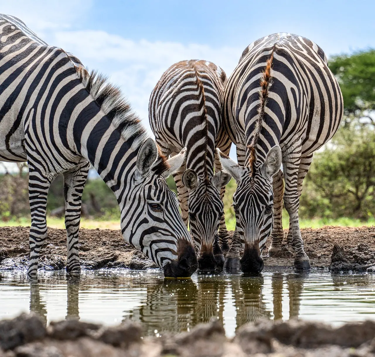 Zebras drinking